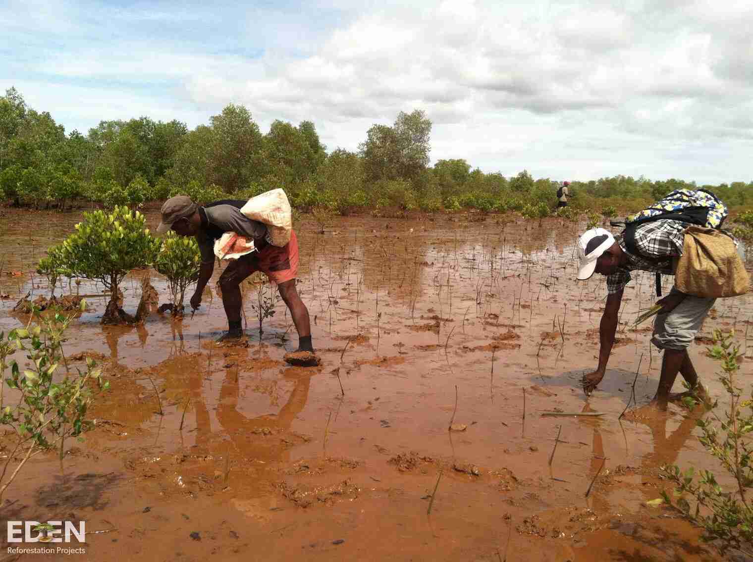 Mangrove Planting